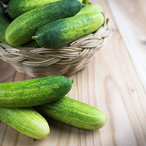 Tomato and Cucumber Combo Pack - 6 x Full Plants in 9cm Pots - AcquaGarden
