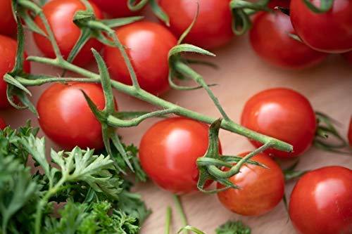 Tomato Plant Mixed Pack - 'Gardener's Delight' and 'Tumbling Tom Red' - 6 x Large Plants in 9cm Pots - AcquaGarden