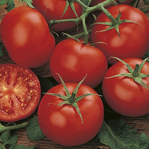 Tomato Plants - 'Moneymaker' - 3 x Full Plants in 9cm Pots - AcquaGarden