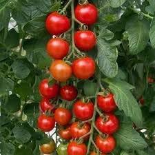 Tomato Selection - Gardener's Delight and Moneymaker - 6 x Plug Plant Pack - AcquaGarden