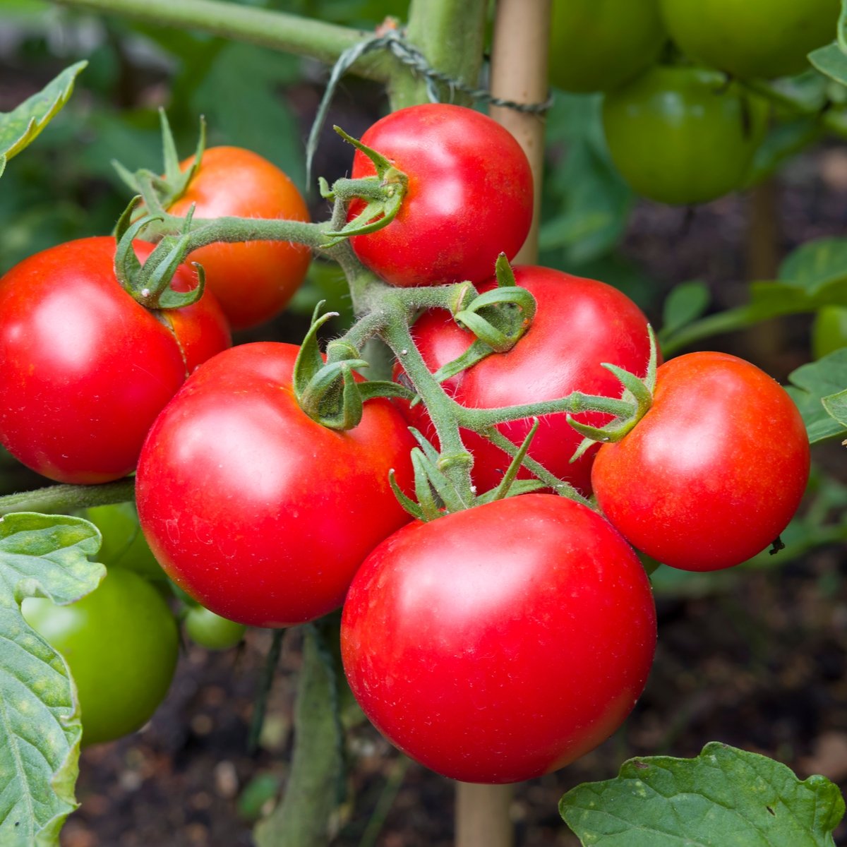 Tomato Selection - Gardener's Delight and Moneymaker - 6 x Plug Plant Pack - AcquaGarden
