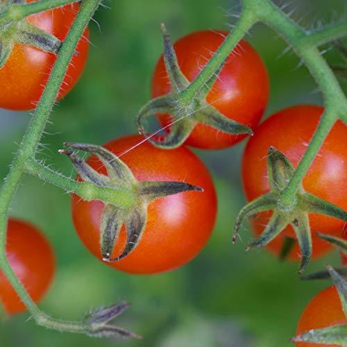 Tomato 'Sweet Million' - 6 x Plug Plant Pack - AcquaGarden