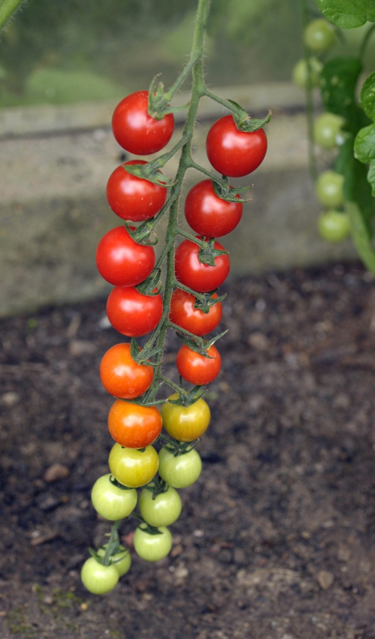 Tomato - Sweet Million - 6 x Plug Plants - AcquaGarden