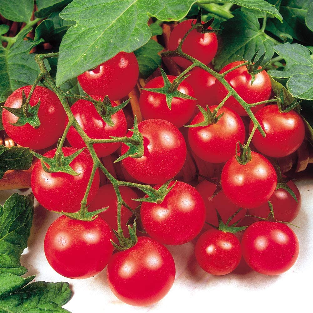 Tomato 'Tumbling Tom Red' - 6 x Plant Pack - AcquaGarden