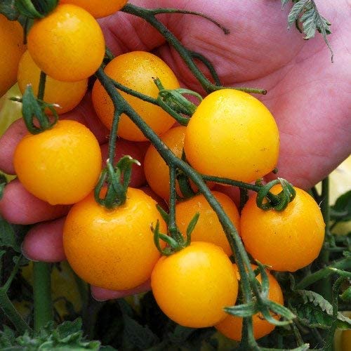 Tomato 'Tumbling Tom Yellow'- 3 x Plants in 9cm Pots - AcquaGarden