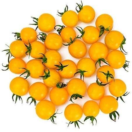 Tomato 'Tumbling Tom Yellow'- 6 x Plant Pack - AcquaGarden