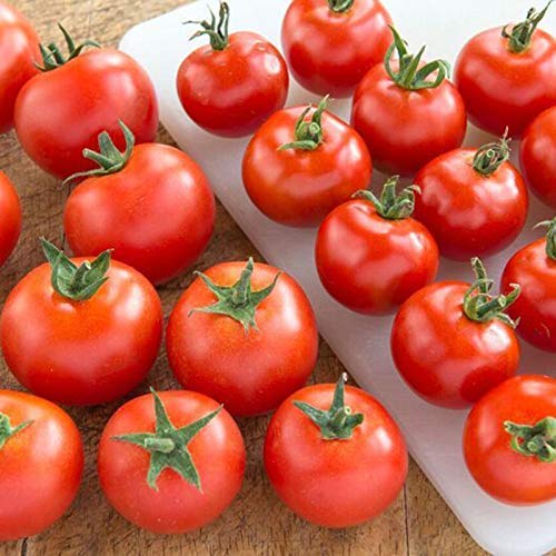Tomato Plant Combo Pack - 'Gardener's Delight. and 'Moneymaker' - 6 x Full Plants in 9cm Pots