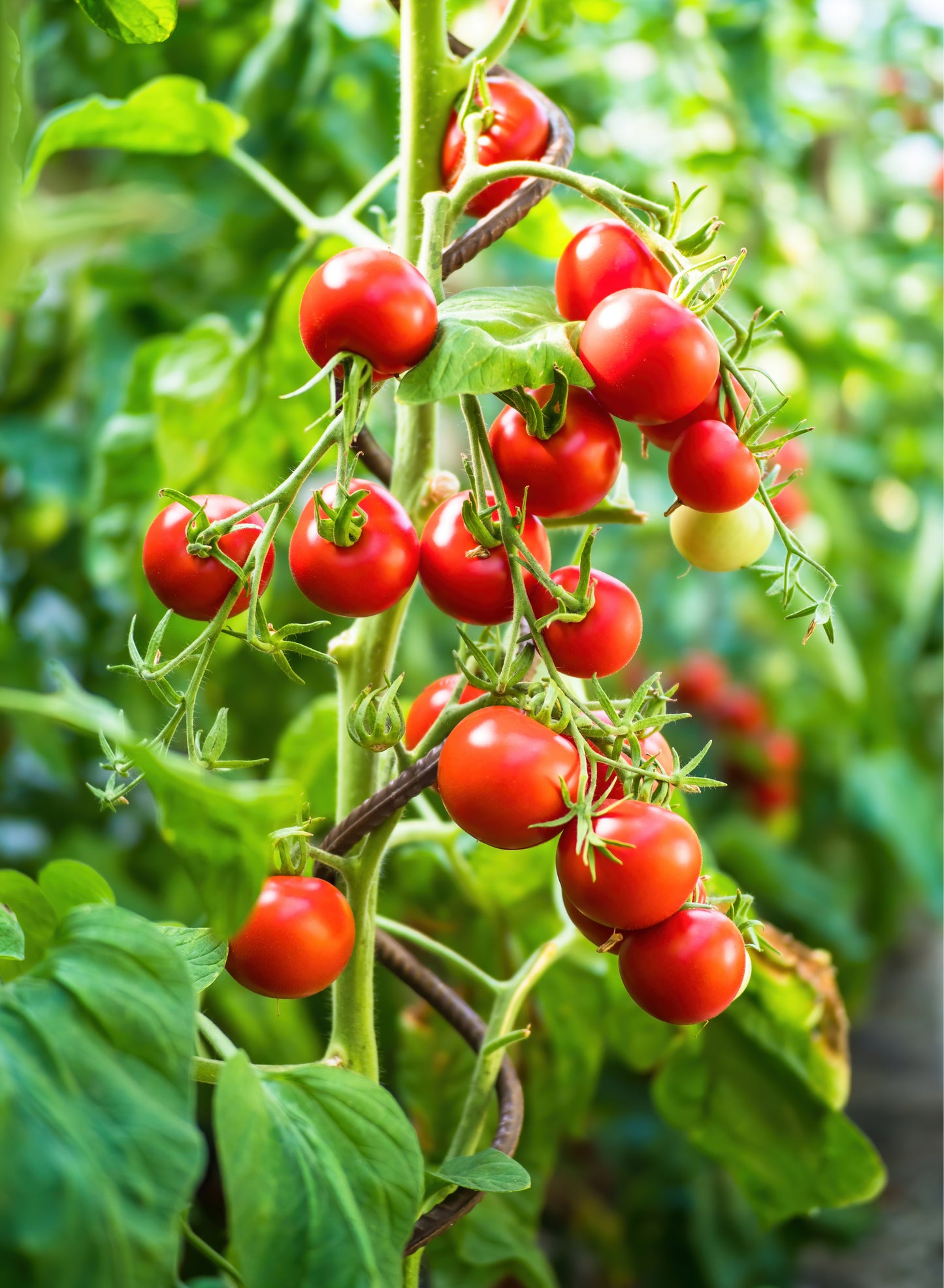 Tomato 'Gardeners Delight' -  5 x Full Plants in 9cm Pots