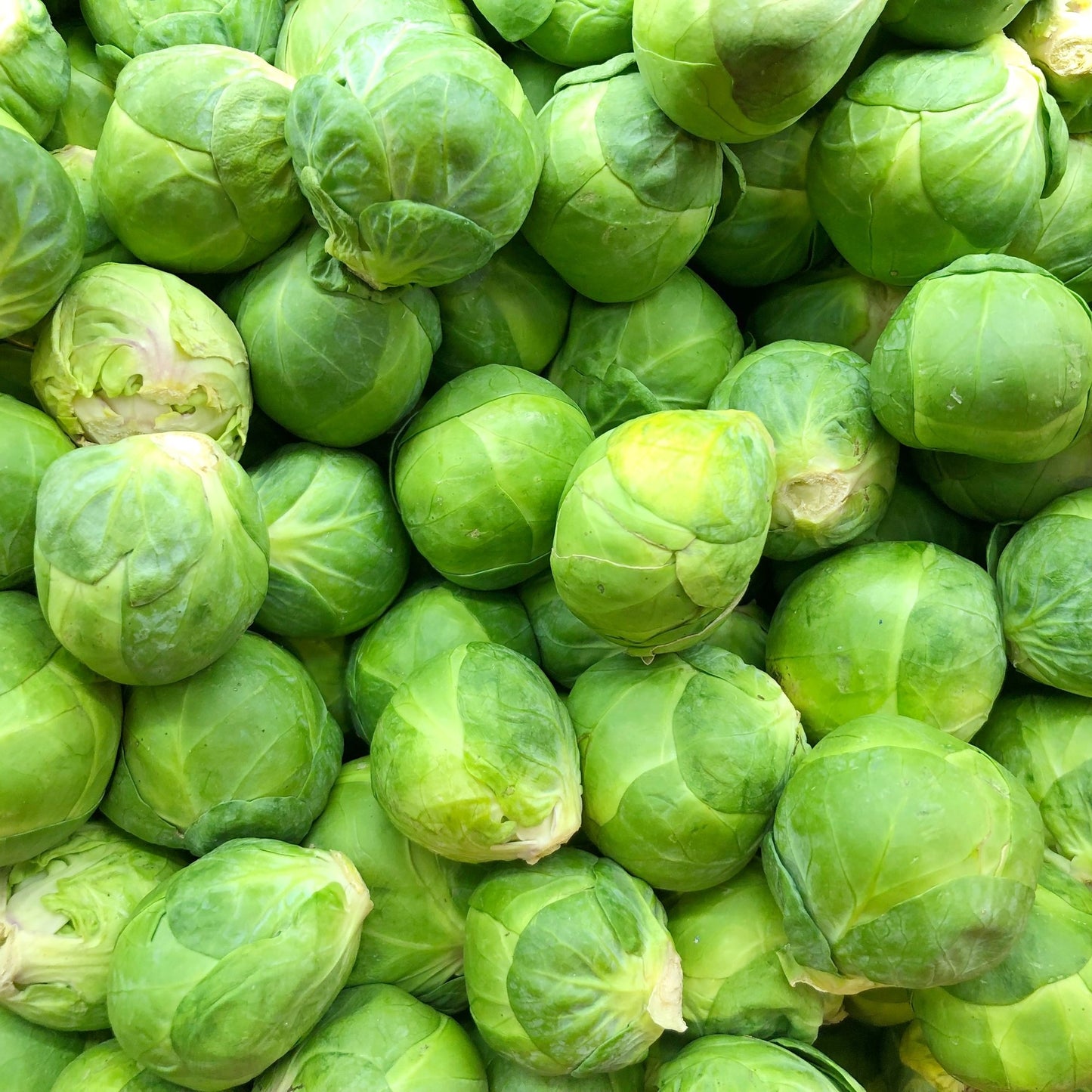 Vegetable Plants - Brussels Sprouts 'Trafalgar' - 12 x Large Plant Pack - AcquaGarden