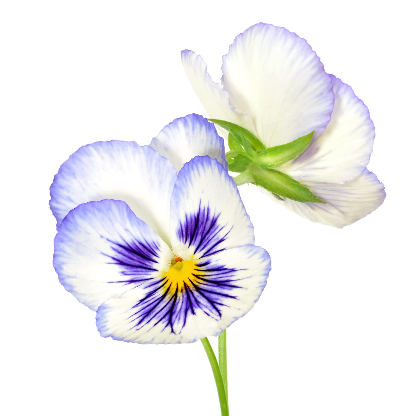 Viola 'Magnifico' - 20 Plant Pack - AcquaGarden